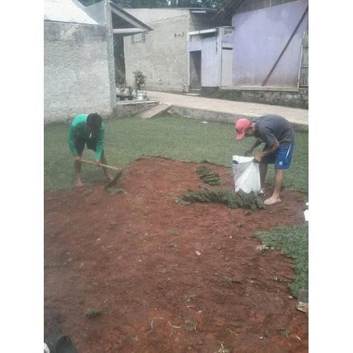 Foto Produk rumput gajah mini murah | bagus dari taman bugenvil