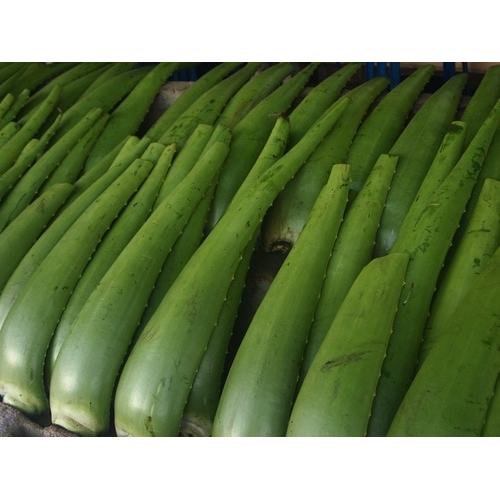 Foto Produk Pelepah LIdah Buaya / daun lidah buaya ( DIJAMIN BEBAS PEPTISIDA ) dari Kemanggisan Store