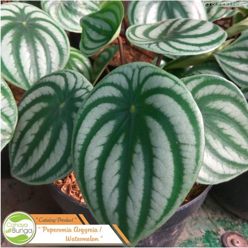 Jual Tanaman Hias Peperomia Watermelon Kota Batu Cahaya Bunga Florist Tokopedia