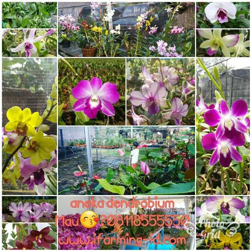 Jual Anggrek Dendrobium Aneka Warna Kab Bogor Anggrek Hias Tokopedia