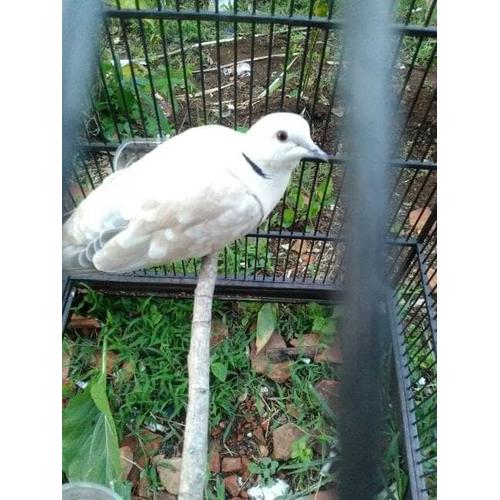 Terjual Burung Puter Pelung Istimewa Anakan Dan Bakalan Indukan Kaskus