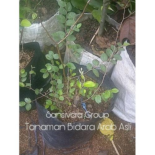 Foto Produk Tanaman Pohon Bidara Arab Herbal dari Grosir tanaman hias