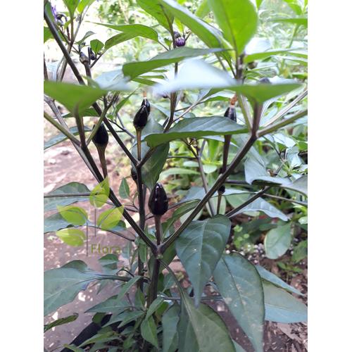 Jual Bibit Pohon Cabe ungu / Tanaman Cabai Hitam / Cabe Hitam - Kota