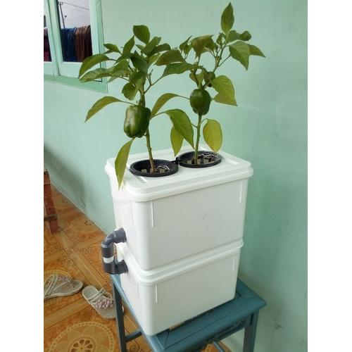 Jual Hidroponik dutch bucket 2 in 1 Full set Kab. Cirebon Online shop Cirebon Tokopedia