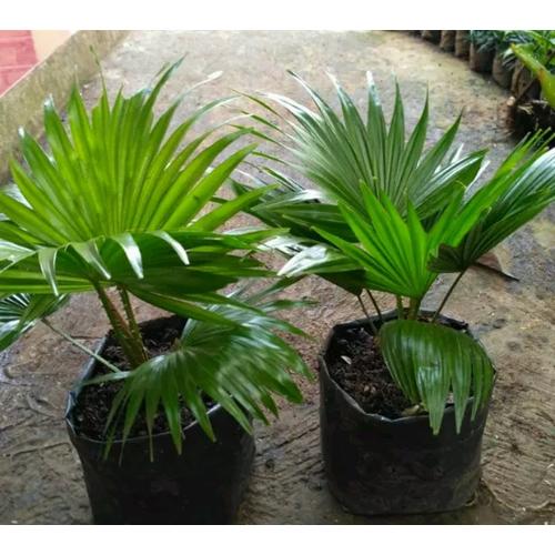 Sadeng Tree Jual Pohon palem sadeng hias - Kota Bogor - Herbaplantstore | Tokopedia