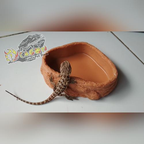 Foto Produk Water Dish Medium Natural Tempat Minum Reptil Waterdish dari MYDragon