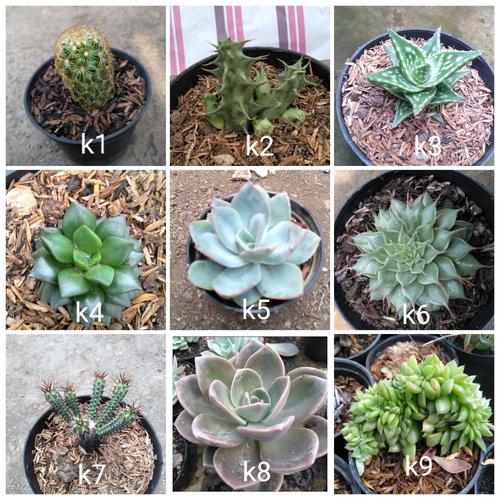 Foto Produk tanaman hias kaktus dari cactussucculent