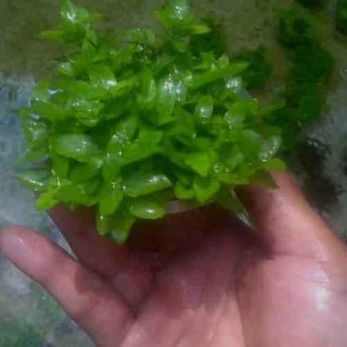 Foto Produk tanaman aquascape (Staurogyne repens) dari bimaquatic