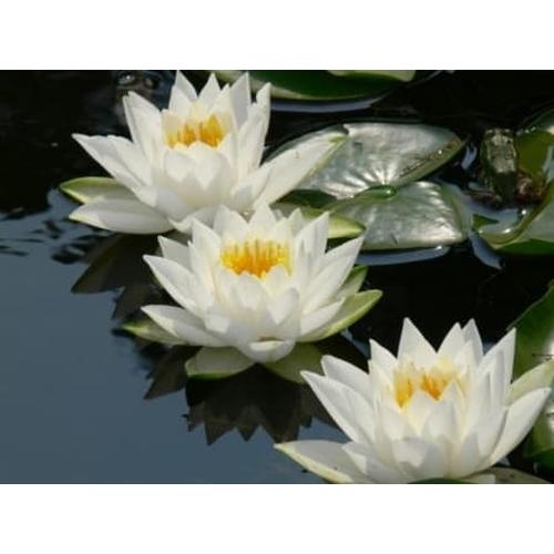 Jual Tanaman Jadi Bunga Teratai Putih Kota Batu Almira Florist Tokopedia