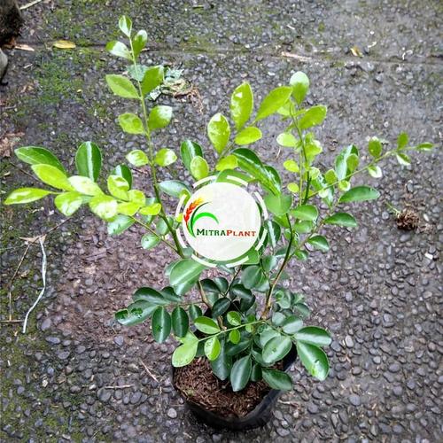 Jual Tanaman Hias Kemuning - Bunga Kemuning Putih - Bibit Pohon ...