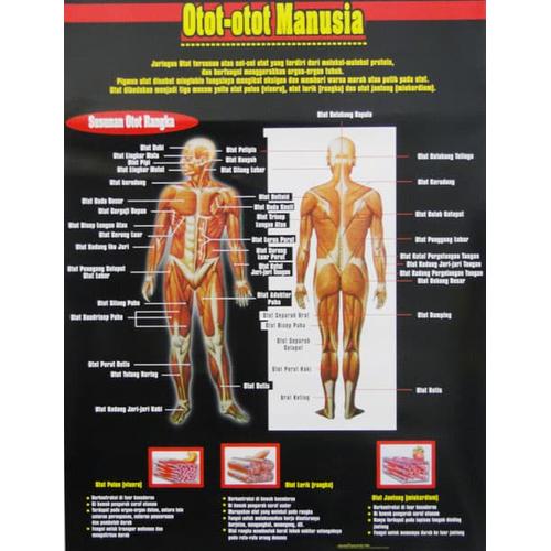 Jual Buku Carta Poster Otot Otot Manusia Jakarta Barat Pensil Tulisku Tokopedia