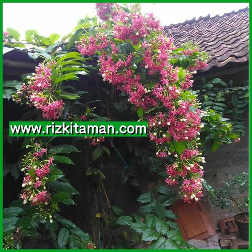 Jual Jual Melati Belanda 081519198697 Melati Merah Suplier Tanaman Hias Kota Depok Rizki Taman Tokopedia