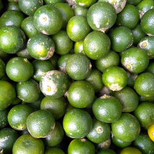 Foto Produk Jeruk Sonkit / jeruk kunci / lemon cui dari P3nds Ponti