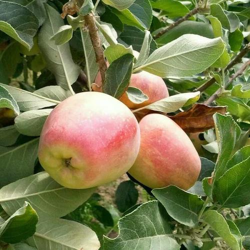 Gambar Buah Apel Di Pohon : Cara mudah menanam buah apel dari biji