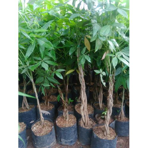 Jual Pohon Pachira Atau Pohon Karet Pacira Kepang 6 Kab Bogor Gerai Tanaman Hias Tokopedia