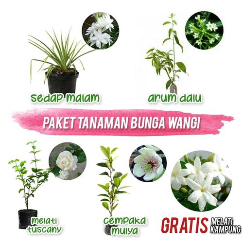 Foto Produk Paket Tanaman Bunga Wangi dari Barokah Florist Official