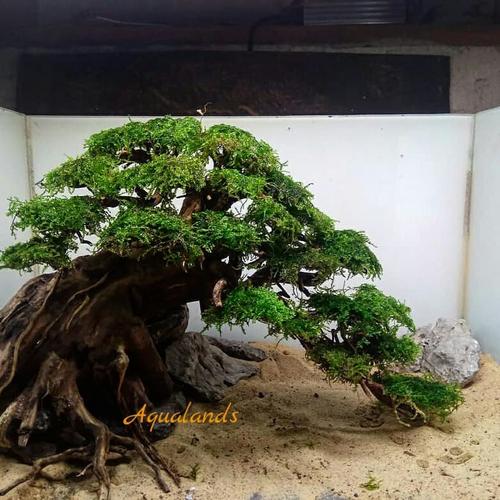 Jual Bonsai Aquascape Big bonsai Akar kayu rasamala moss weeping batu ergga Kota Bekasi