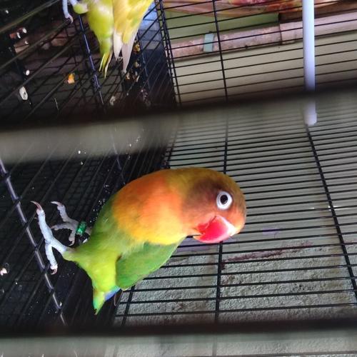 Daftar Harga Burung Kicau Terbaru Desember 2020 Dari Lovebird Hingga Kepodang Jawa Ruang Terang