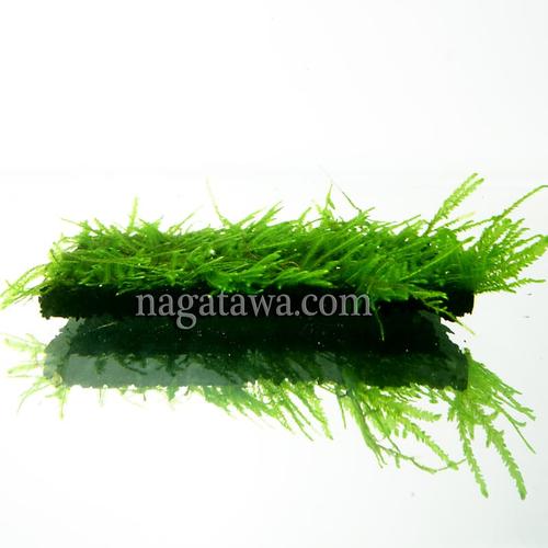 Foto Produk Tanaman Aquascape " Moss Peacock " Lempeng Pakis dari Nagatawa Ornamental Fish