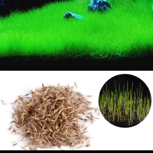 Gambar Bibit Benih Cow Leaf Grass Carpet Seed Aquascape Aquarium Plant Seed dari Amefurashi Jakarta Selatan Tokopedia