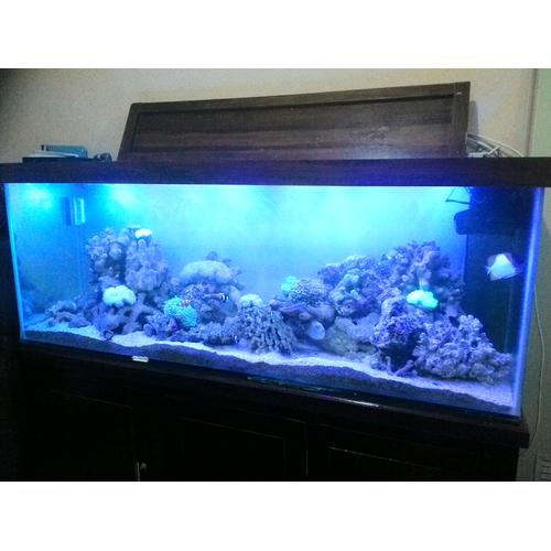 150 gallon tank
