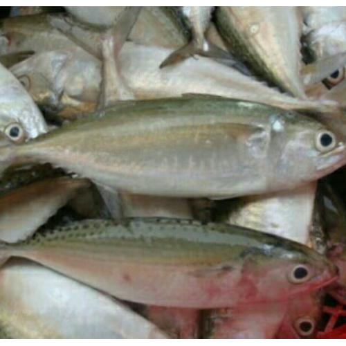 Jual Ikan Kembung Banjar Kota Bandung Ikan Murah Segar Tokopedia
