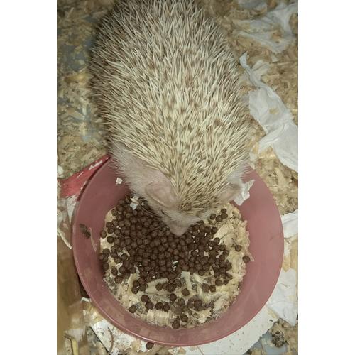 Jual Makanan Landak Mini 1kg Kota Tangerang Selatan Rzd91 Store Tokopedia