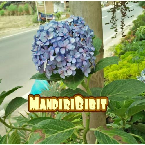 Jual Bibit Bunga Tiga Bulan Hortensia Kab Lampung Timur Mandiri Bibit Tokopedia
