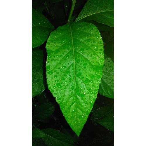 Gambar Daun Afrika Obat Hipertensi Diabetes Asam Urat Kanker Jantung Stroke dari OutletRyan Kota Bandung Tokopedia
