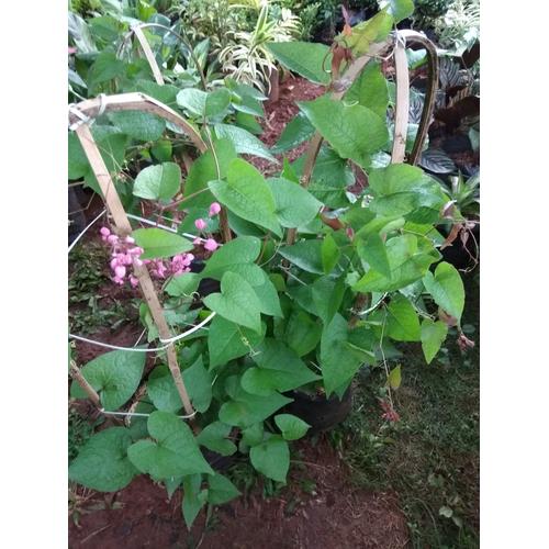 Jual bibit pohon tanaman rambat bunga air mata pengantin warna pink ...