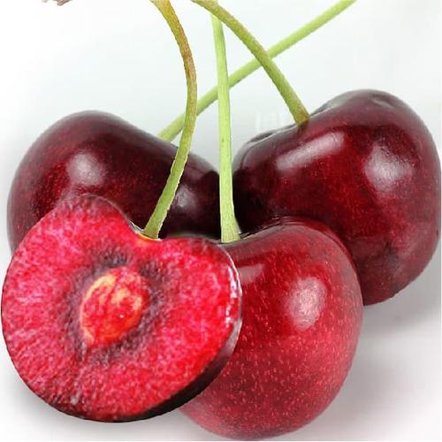Foto Produk Biji Benih Bibit Buah Red Sweet Cherry Prunus cerasus dari Biji Benih