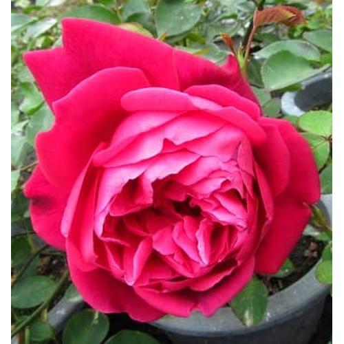 Gambar Biji Benih Bibit Mawar Jumbo Giant Rose dari Biji Benih Kota Medan Tokopedia