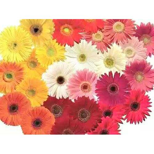 Foto Produk Biji Benih Bibit Bunga Gerbera jamesonii mix dari Biji Benih