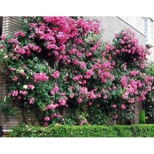 Gambar Biji Benih Bibit Mawar Rambat Climbing Rose Merambat dari Biji Benih Kota Medan Tokopedia