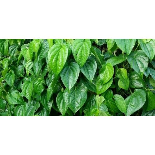 Foto Produk Daun sirih hijau herbal / obat herbal dari BudiGrosir