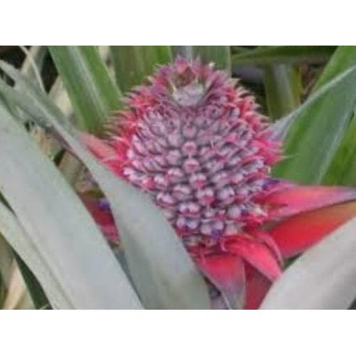 Jual Nanas Merah Nanas Hutan Nanas Sabrang Muda Nanas Herbal Kab Sukabumi Zan Store Tokopedia