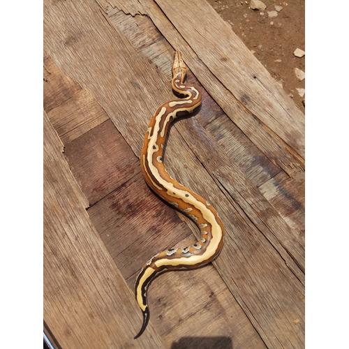 Jual Ular Dipong Blood Python Jakarta Barat Go7shop Tokopedia