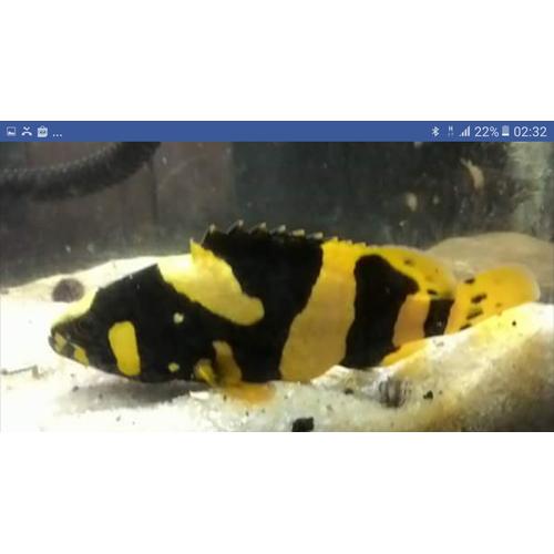 Jual Bumblebee Grouper/Kerapu Emas 15cm air tawar (Ikan hias/predator