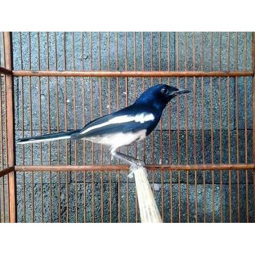 Burung Kacer Jabar Sepasang Gacor Jakarta Timur Jualo