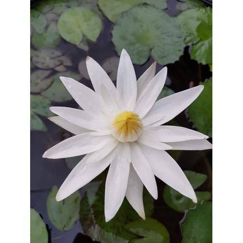 Jual Teratai Tropical White Teratai Putih Kota Medan Bon Jovi Shop Tokopedia