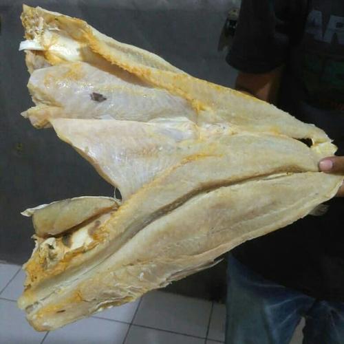 Foto Produk Ikan Jambal / Ikan Jambal Roti / Jambal Roti / Ikan Jambal Murah dari Ikanlover