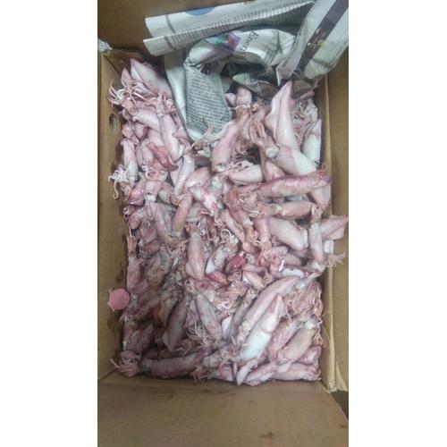 Foto Produk Cumi Asin dari Ikanlover