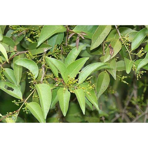 Jual Benalu Mangga Asli Benalu Pohon Mangga Asli Obat Herbal Kangker Kab Bekasi Bigbro Dropshiper Tokopedia