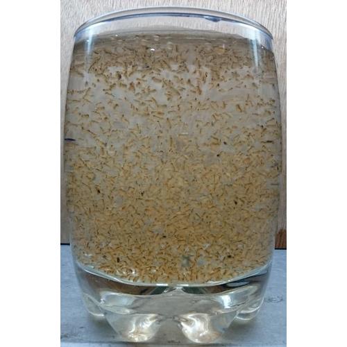 Foto Produk Jual Daphnia Magna / Kutu Air Raksasa Daerah Surabaya dari HP Collection