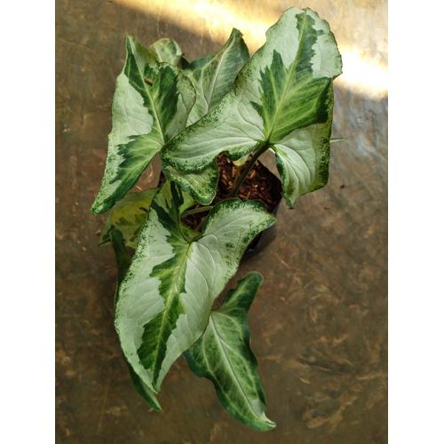 Foto Produk Syngonium Varigata Marble dari Jelajah Flora
