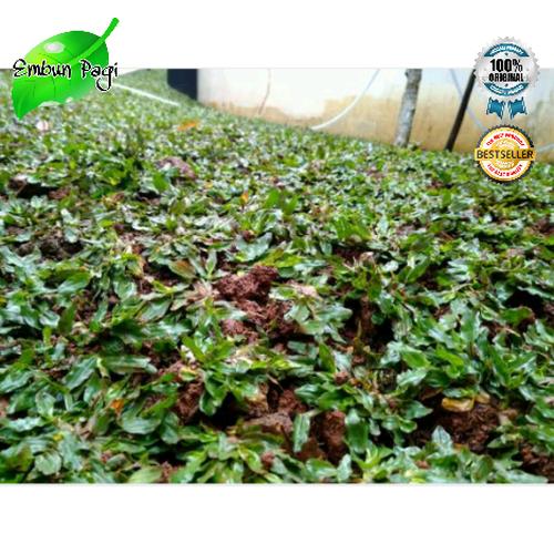 Foto Produk Rumput Gajah Mini 1x1 Meter Murah dari Embun Pagi (taman hias)
