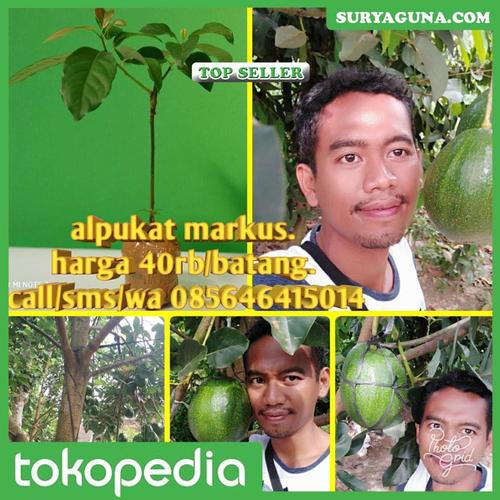 Foto Produk Alpukat Jumbo Markus dari SuryaGuna