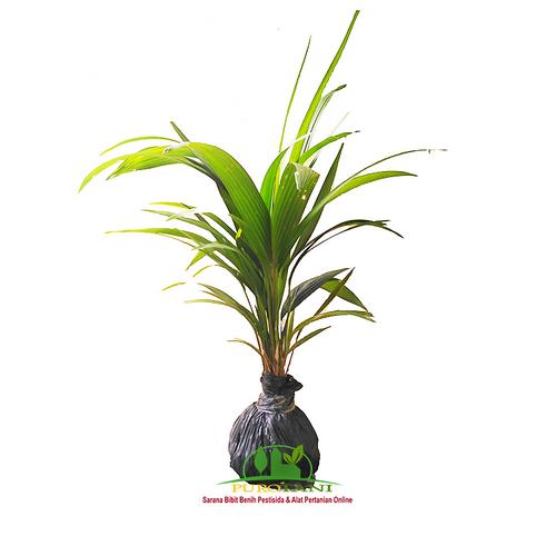 Gambar Tanaman Hias Palem Merah Bibit Palm Merah Unggul dari Purotani.ID Kab. Purworejo Tokopedia