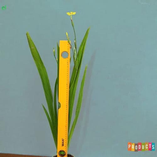 Foto Produk Tanaman airis bunga kuning / iris pseudacorus dari ibad garden