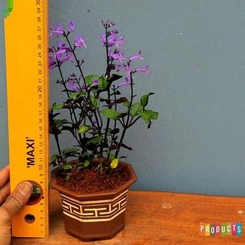 Foto Produk Tanaman lavender monic purple / Mona Lavender Plectranthus dari ibad garden
